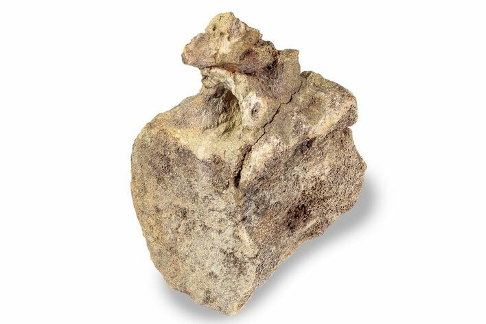 Hadrosaur (Edmontosaurus) Caudal Vertebra - South Dakota #242456